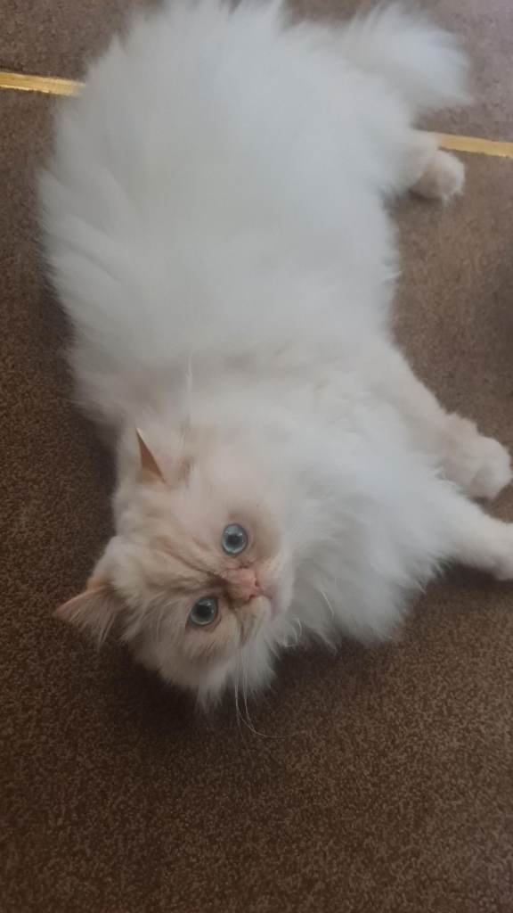 image for Persian Male Cat for Sale