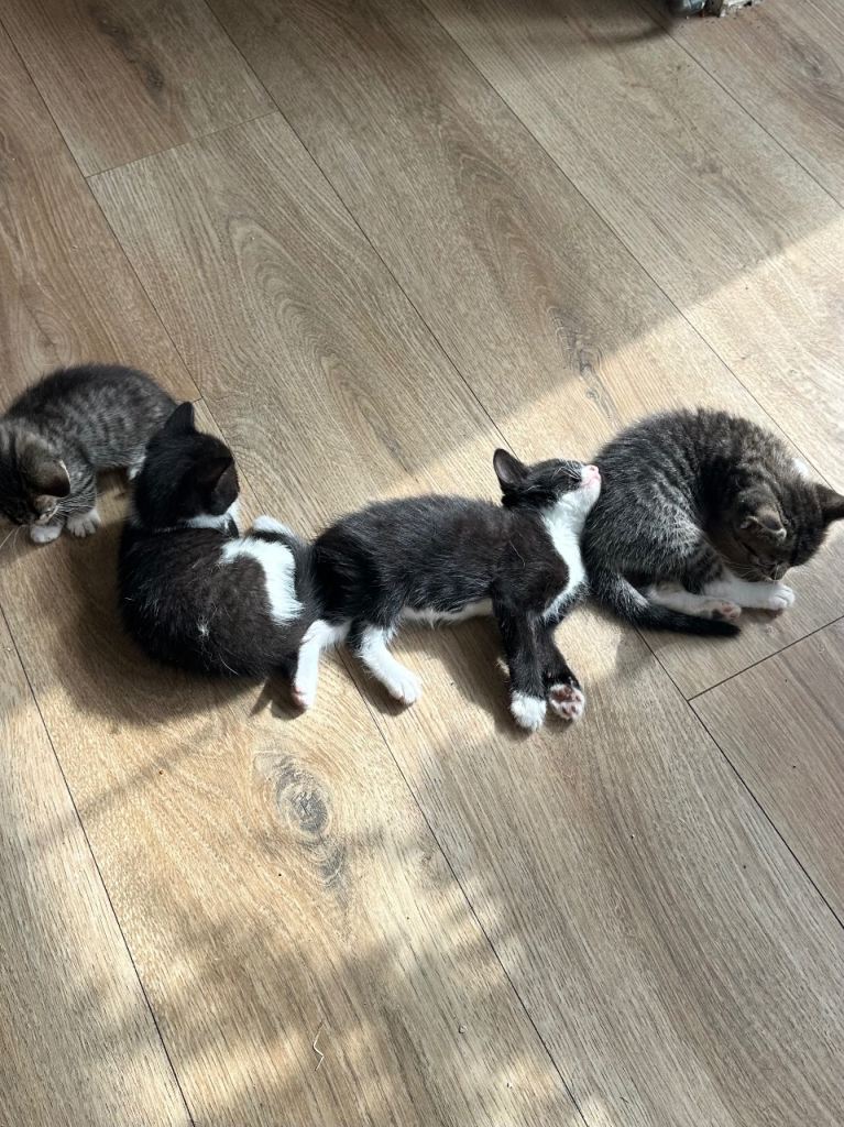 3 adorable fluffy kittens available for their new home 🥰