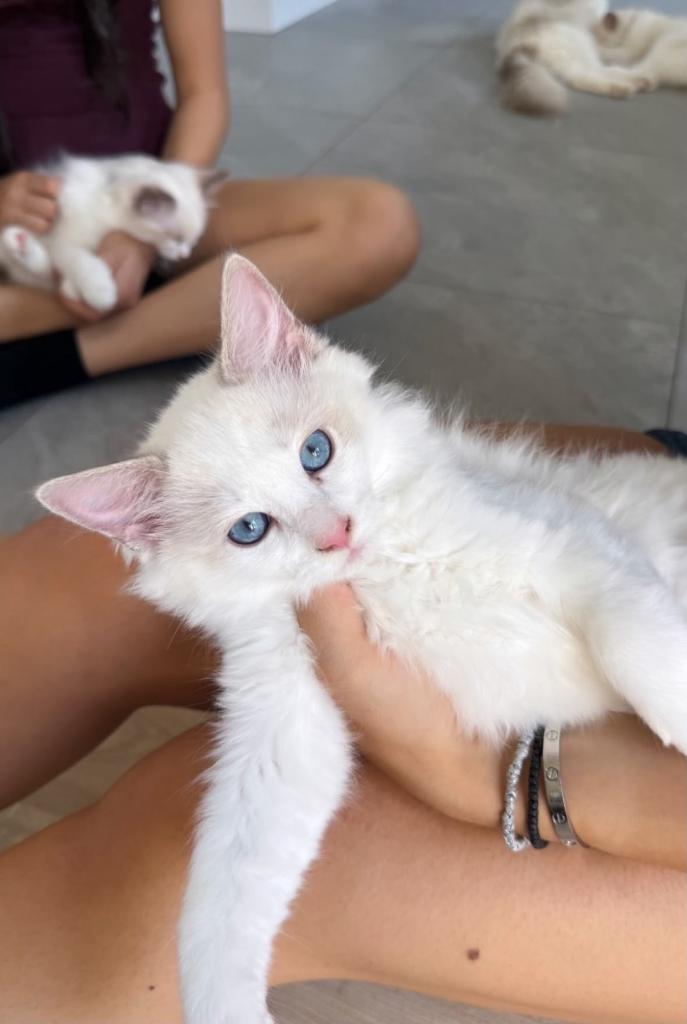 Stunning Bi-Colour Ragdoll Kittens – 7 Available  