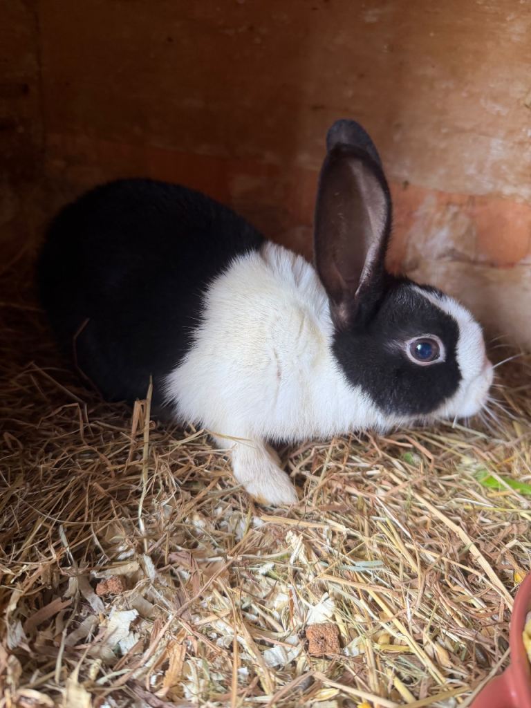 Dutch rabbit 