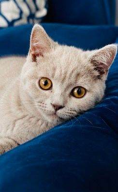 Accepting Offers Beautiful Fawn Male British Shorthair Kitten