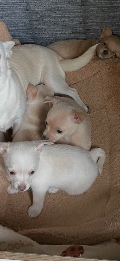 8 weeks old girl chihuahua ready to leave now