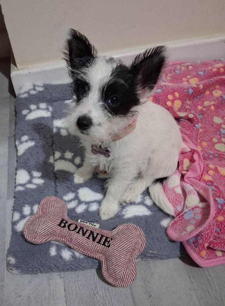 14 week old Bonnie