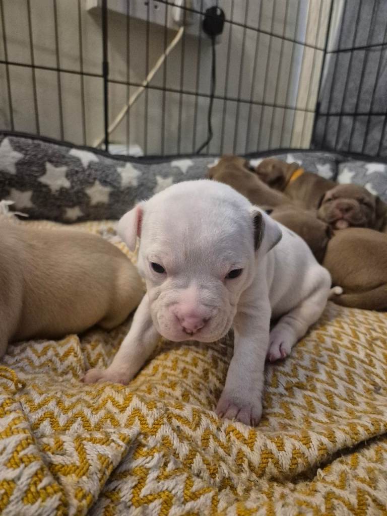 last female pup of 8