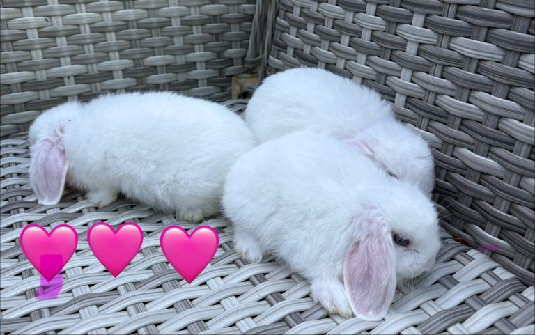 Pure bred mini lops - only 1 left