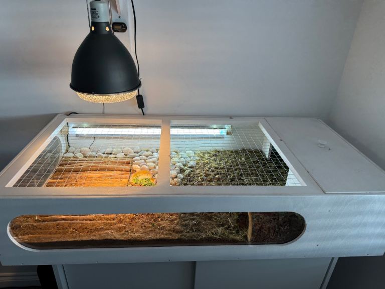 Extra Large Tortoise Table, with Lamp and Thermostat