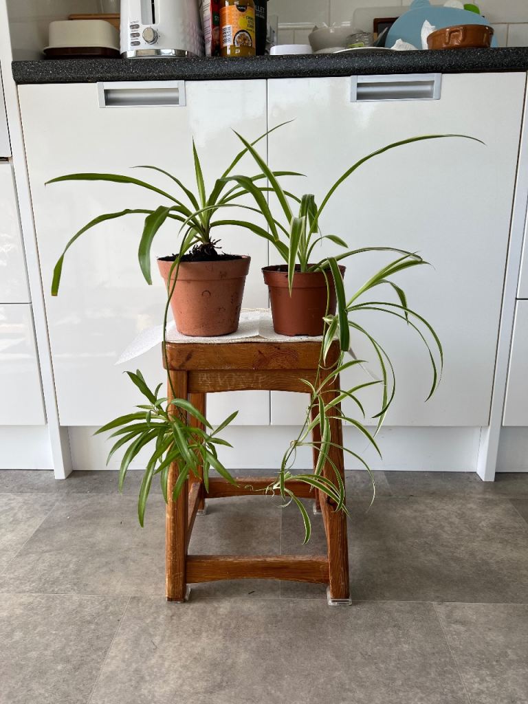 Spider Plants with Hanging Babies £5 each