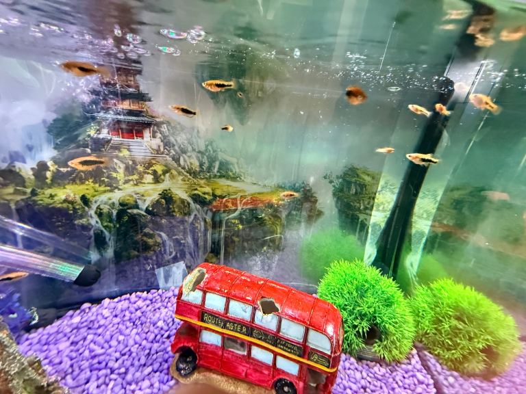 Tropical Tuxedo Platy’s