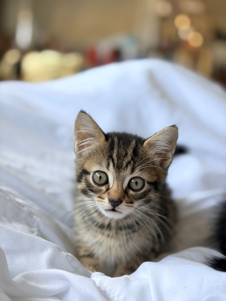 Tabby kittens for sale
