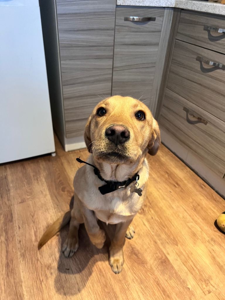 6 month old male Labrador 