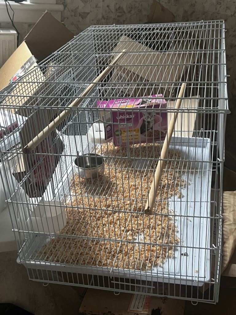 Bird cage 