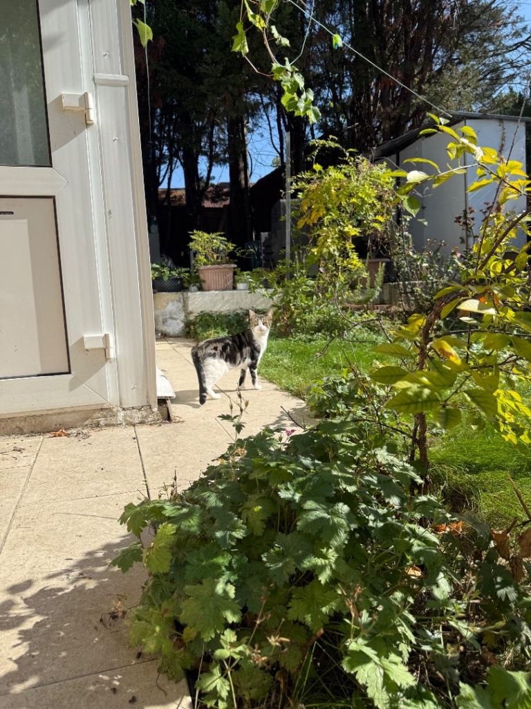 Help find a forever home for Mila💕🐱