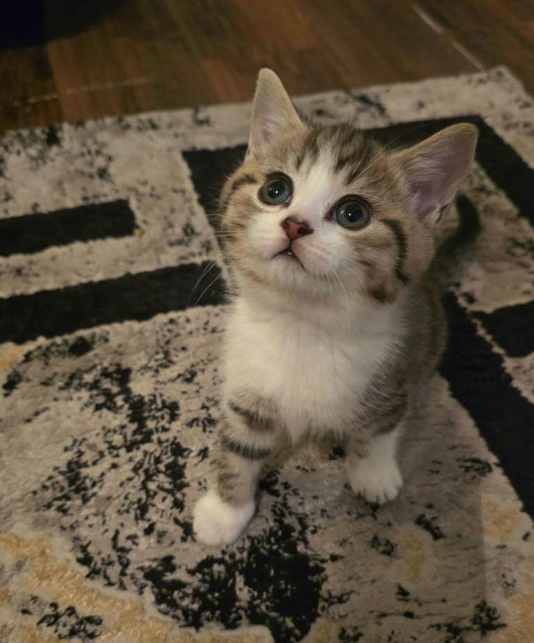 7 week old  tabby mixed breed