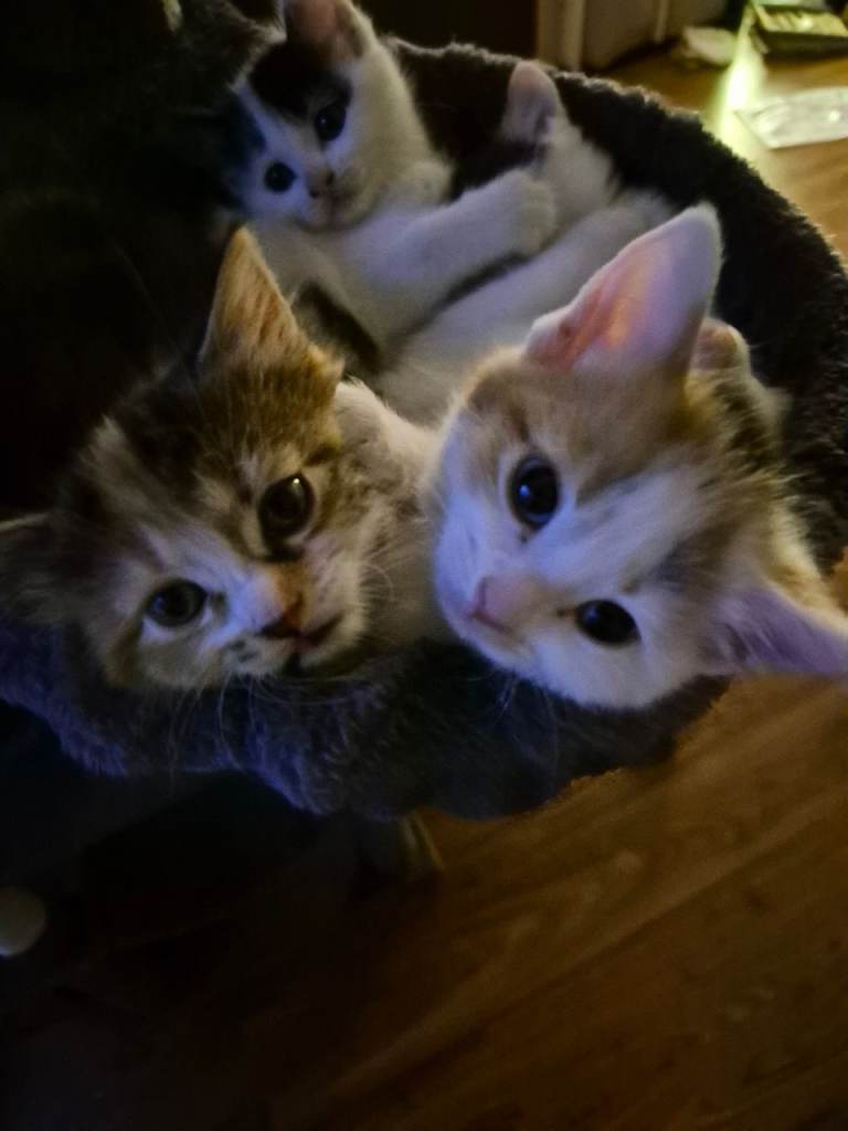 4 kittens 2 male 2 female