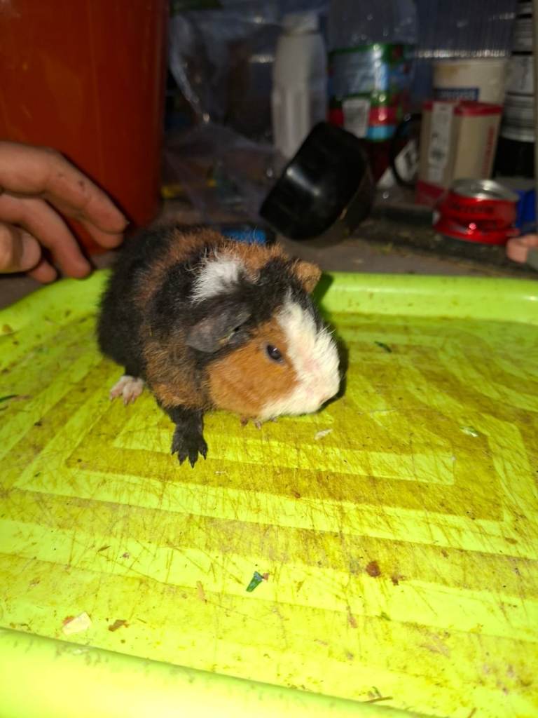Guinea pig's 