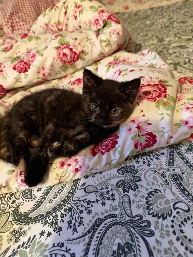Kittens for sale 