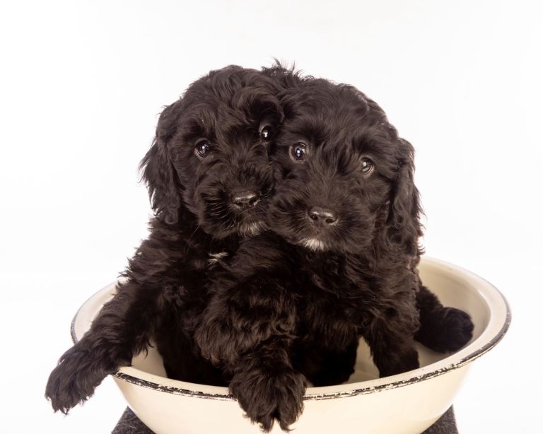 Cockapoo Puppies for sale