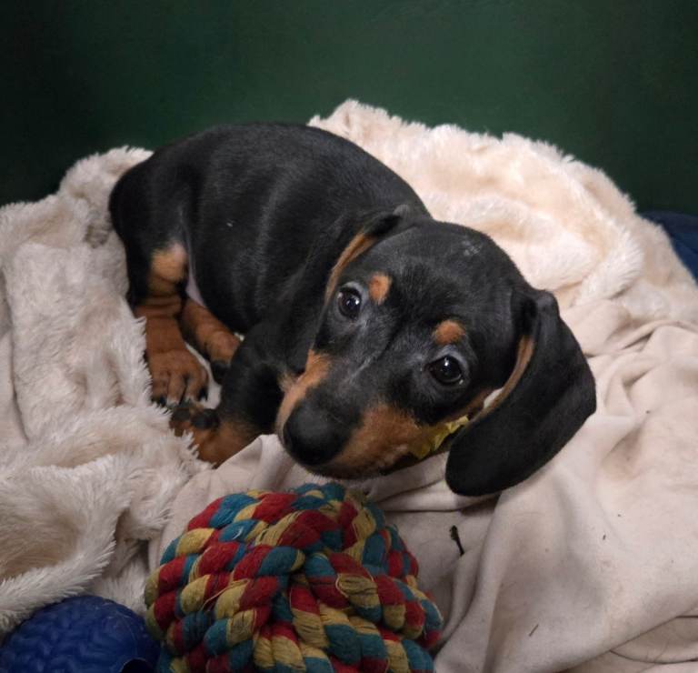 1 Puppy Left Looking For Forever Home