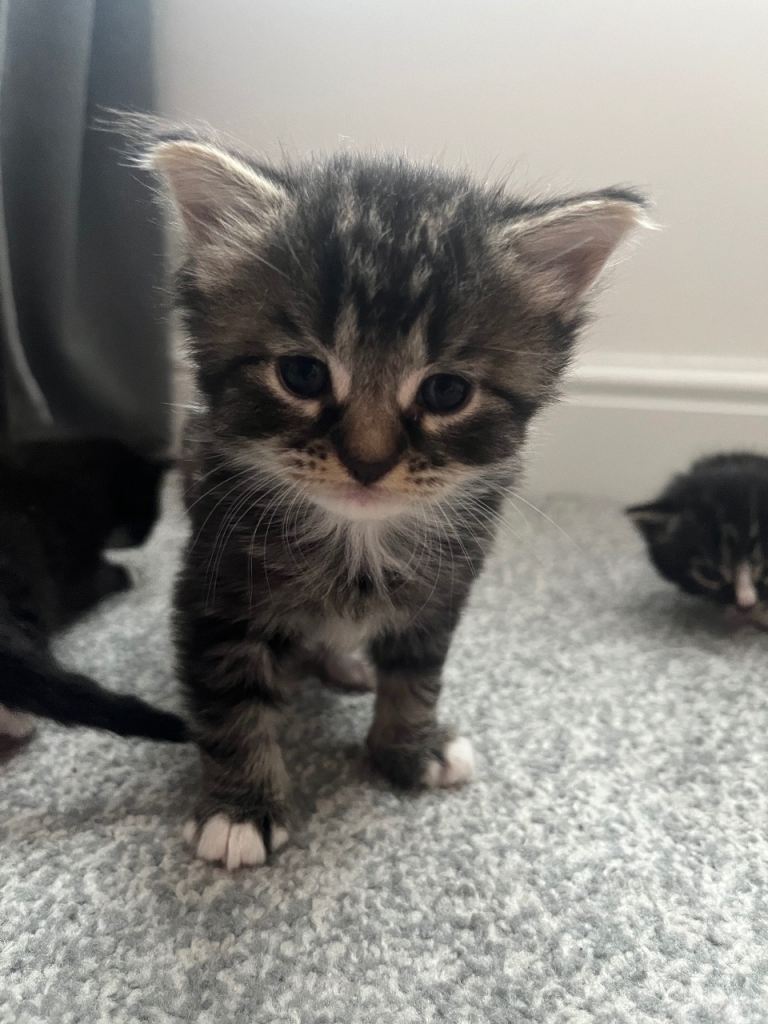 8 kittens available 