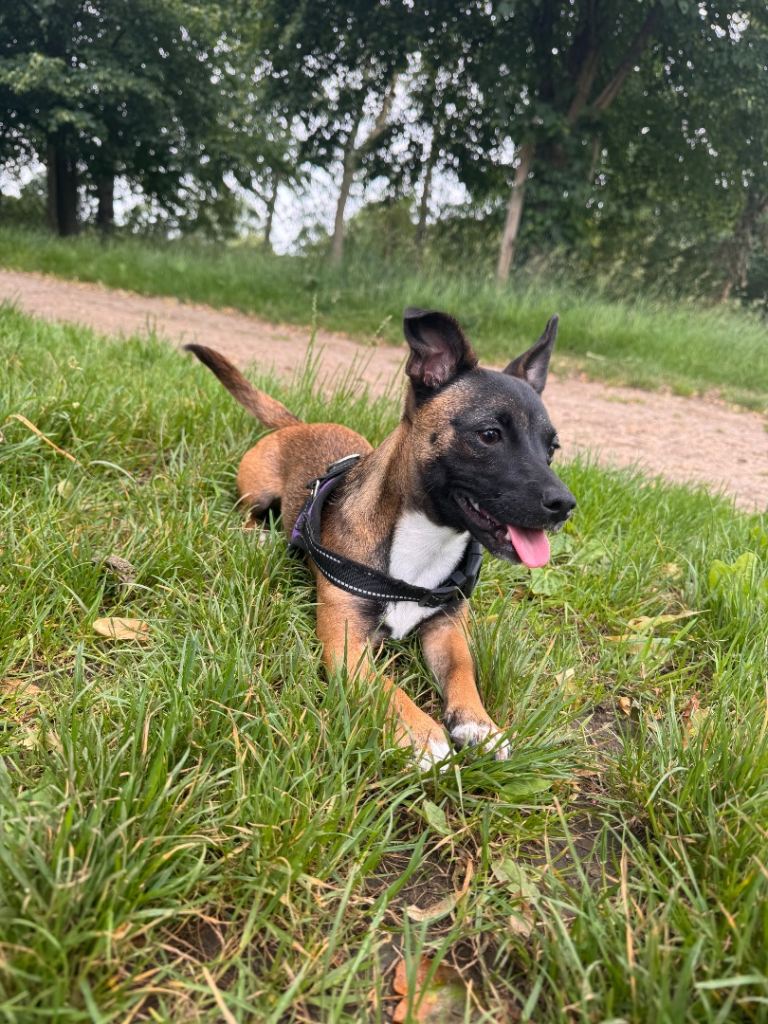 2 dogs for sale 