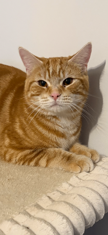 Ginger kitten 