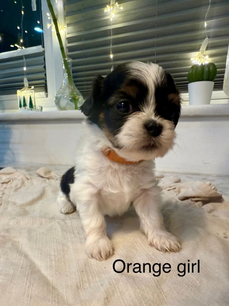 5 gorgeous puppies for sale