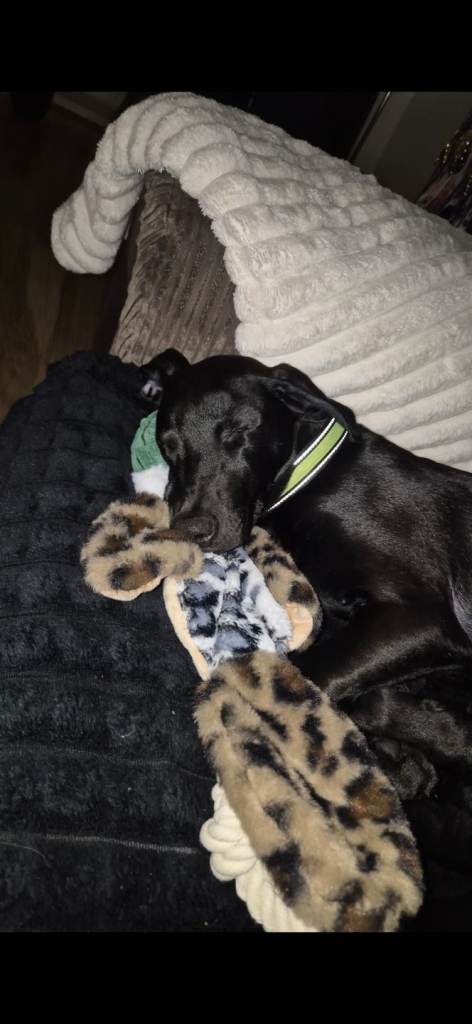 18 week old Lurcher/Labrador