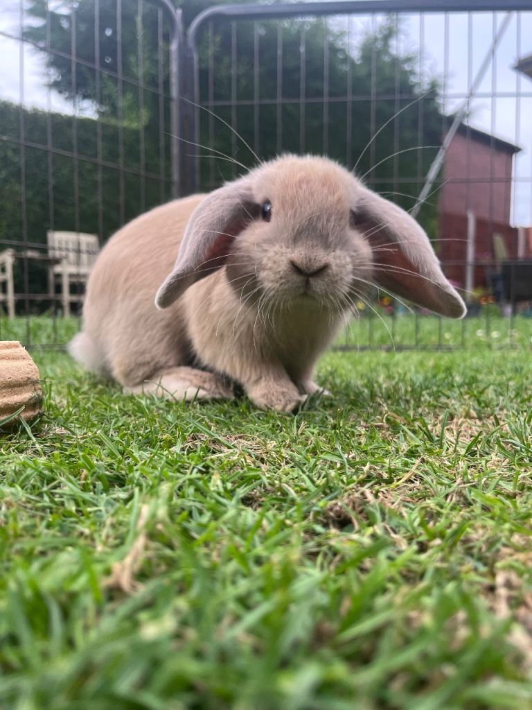 Mini lop bunny