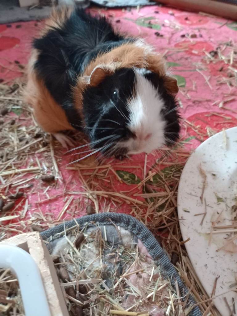3 females to re-home 