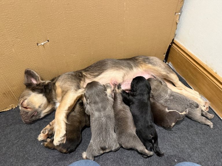 Visual Fluffy Frenchies