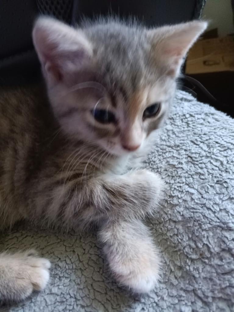 Two female 1 male kittens left grey/ ginger girl ginger and white boy 