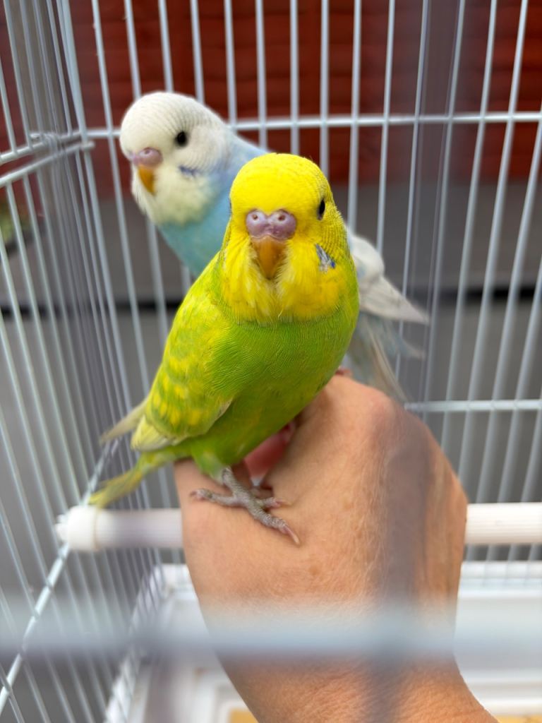 Hand tame baby budgie with cage 