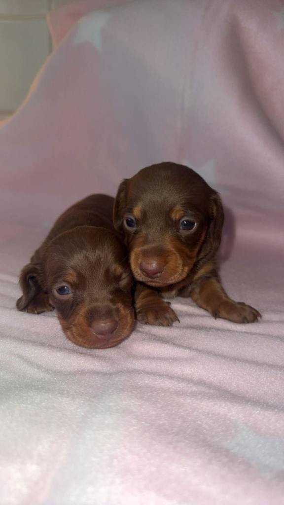 Minature dachshunds 