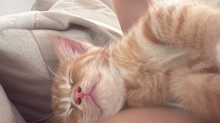 one left 8 week old kitten ready for home 