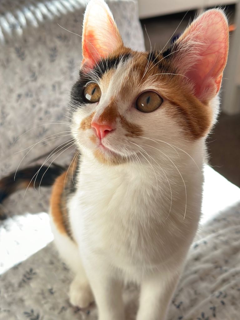 Female Calico Cat Looking for a Loving Home 