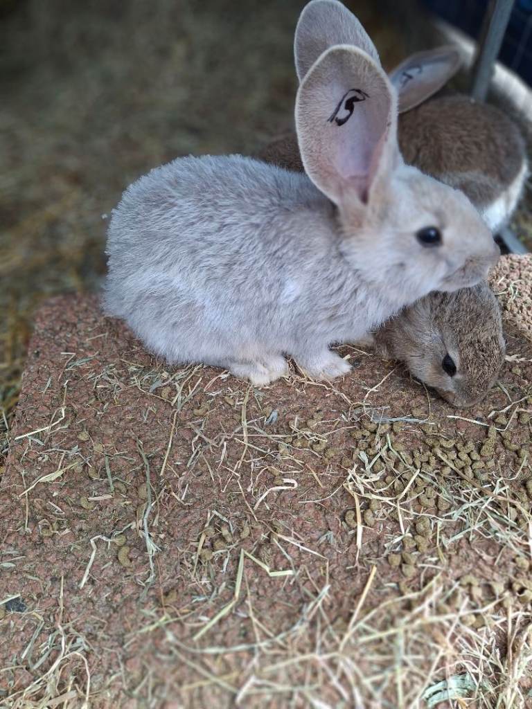  flemish giant rabbits 