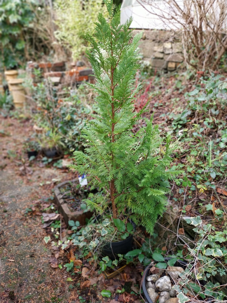 ONE Conifer  tree in pot 5 foot 153 cm