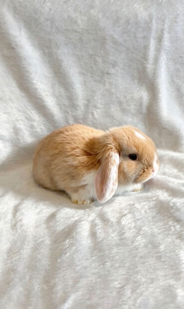 Baby Mini Lops (Ready 07/11)