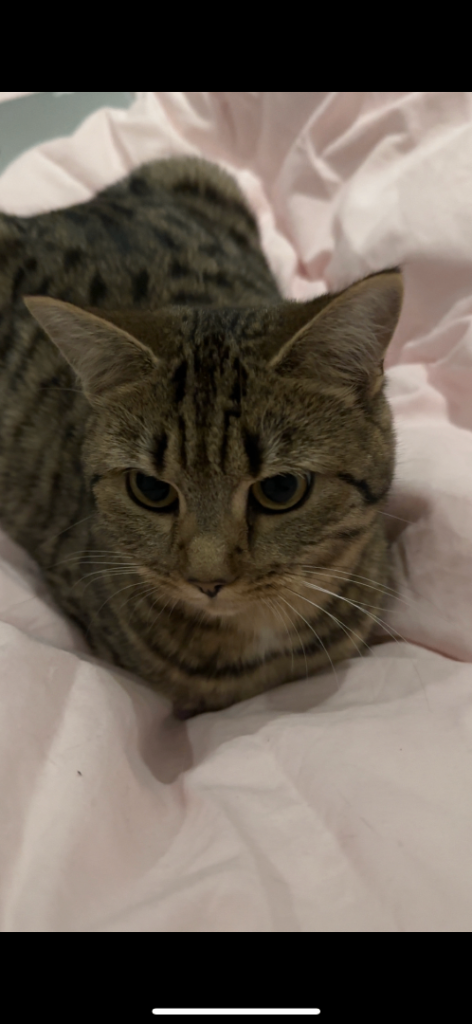 British shorthair cat girl