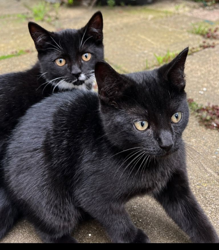 Lovely kitten 