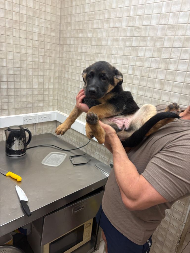 German shepherd puppy 
