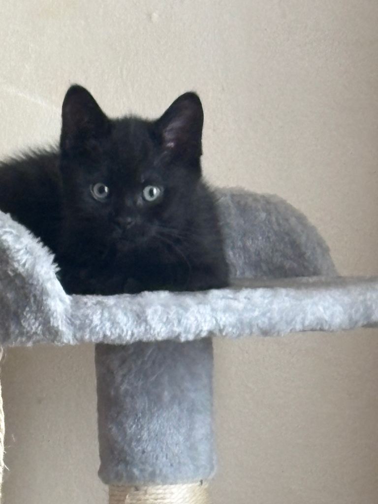 3 black kittens