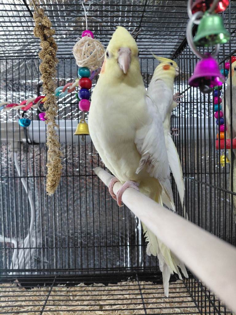 Cockatiels