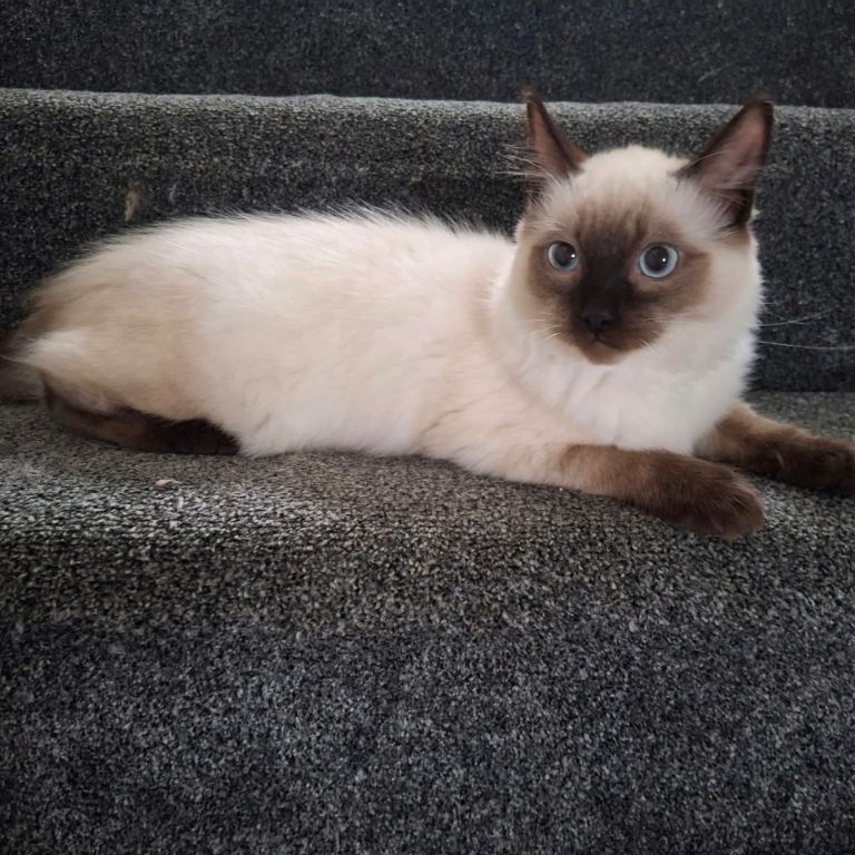 Purebred ragdoll kitten