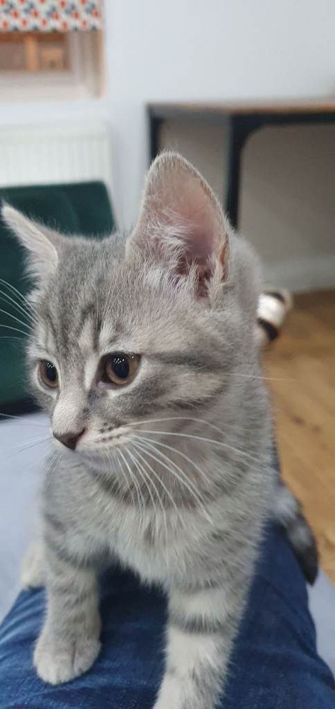 Grey and white tabby kitten .