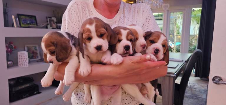 Beagle Puppies
