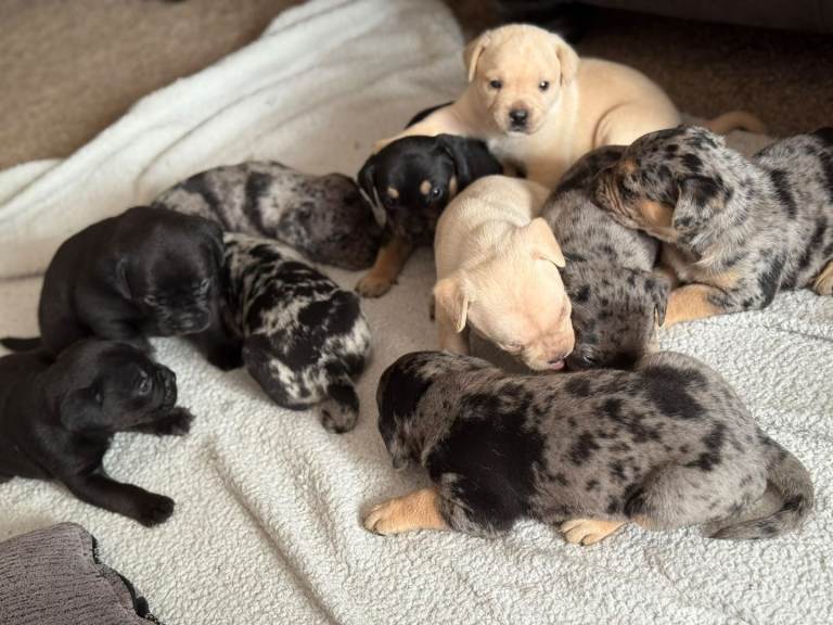 French bulldog x labrador hybrid puppies