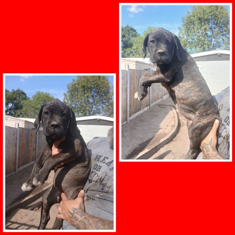 Female Cane Corso pups 