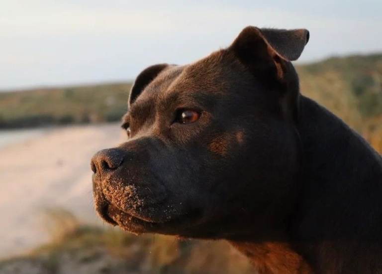 KC Staffordshire Bullterrier Puppies for sale DAM