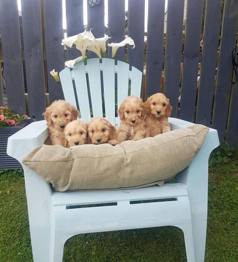Adorable Cockapoo puppies